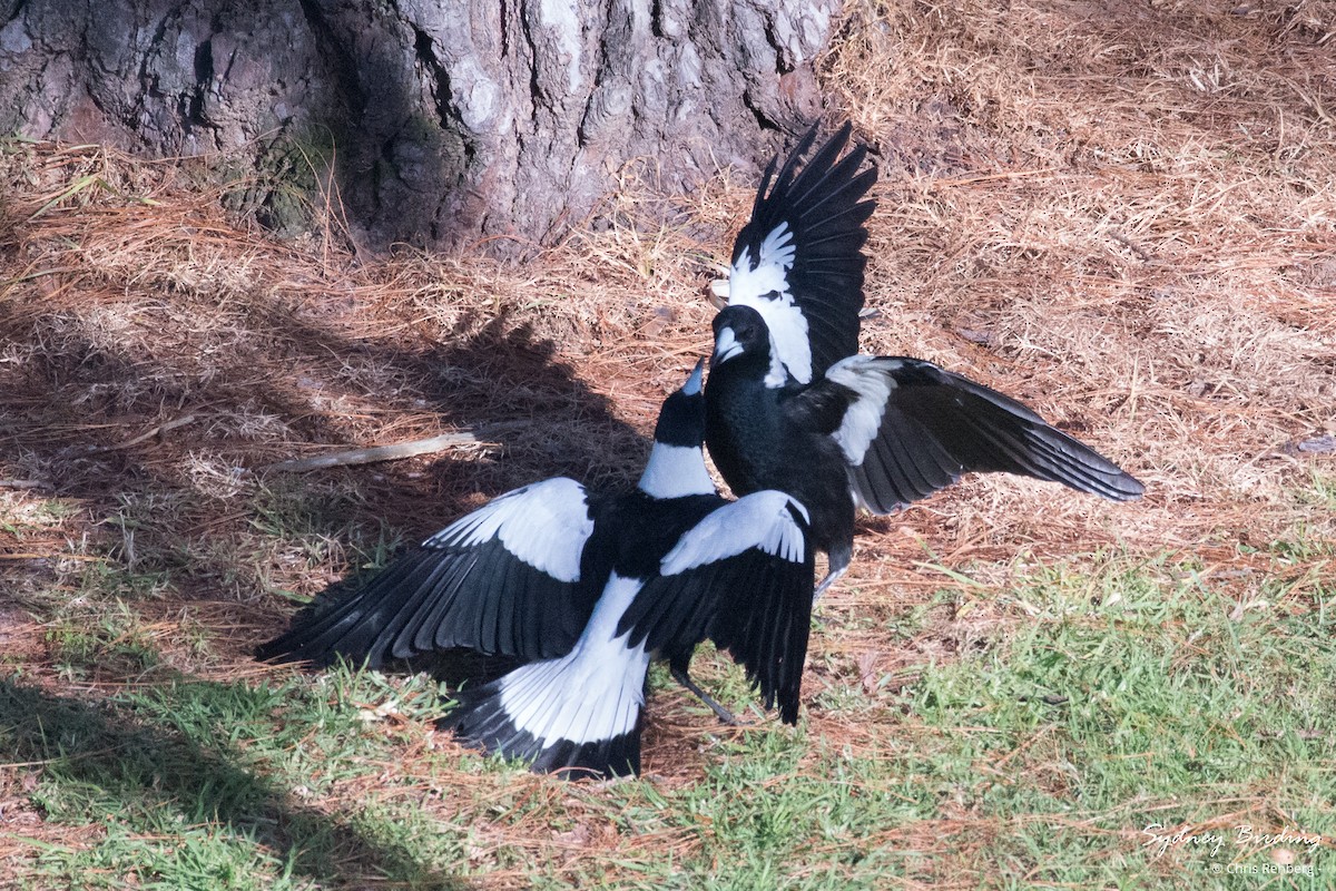 Australian Magpie (Black-backed) - ML621190520
