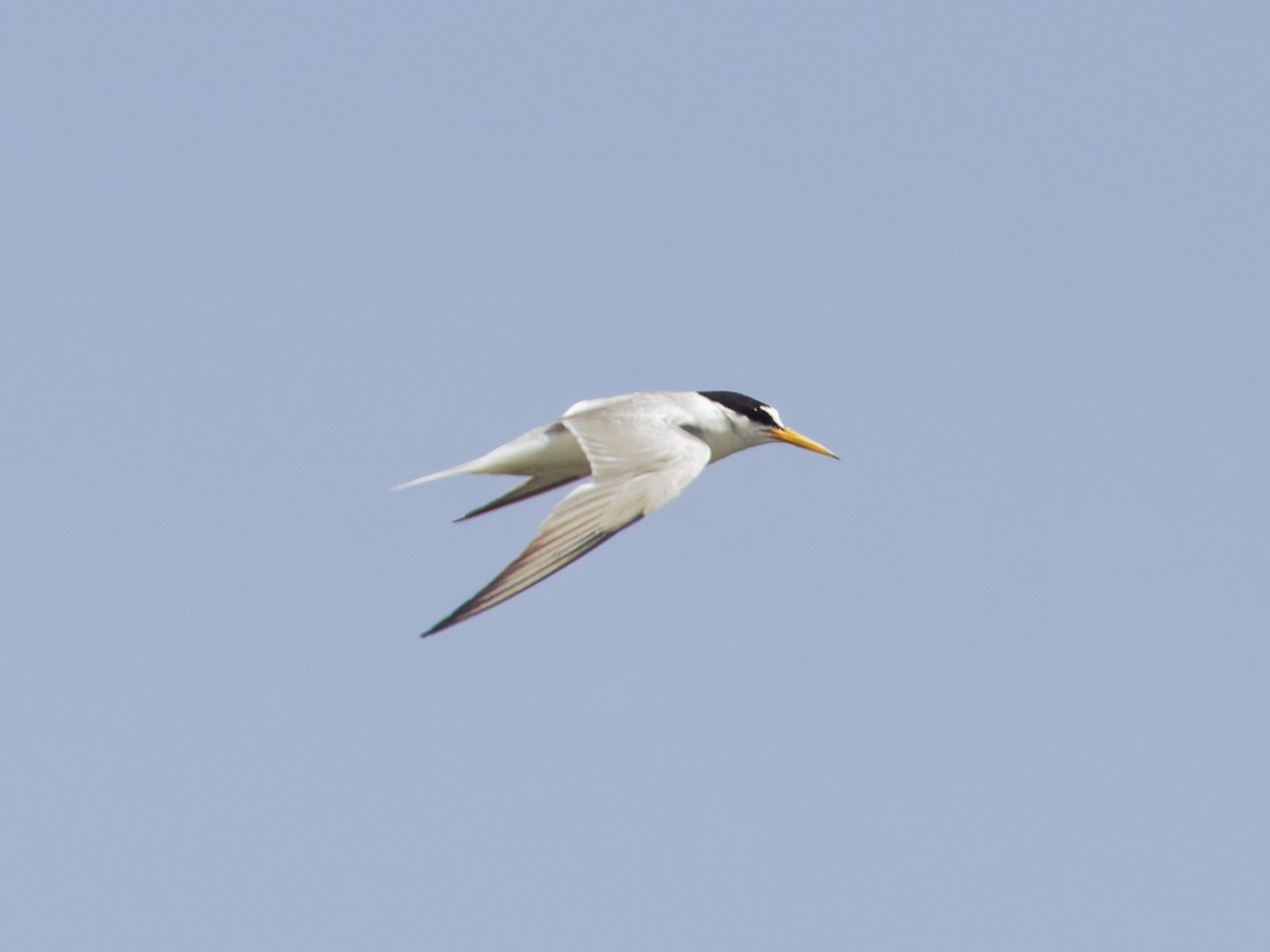 Little Tern - ML621190541