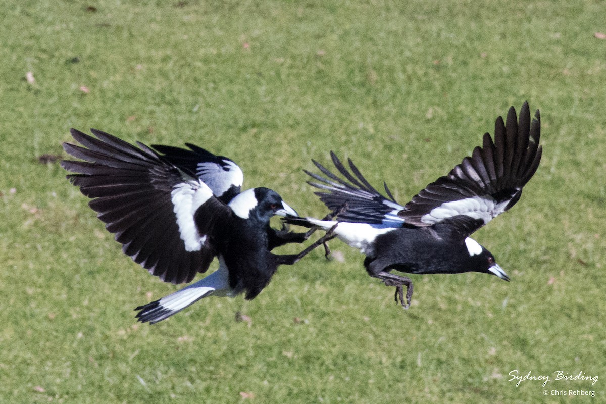 Australian Magpie (Black-backed) - ML621190544