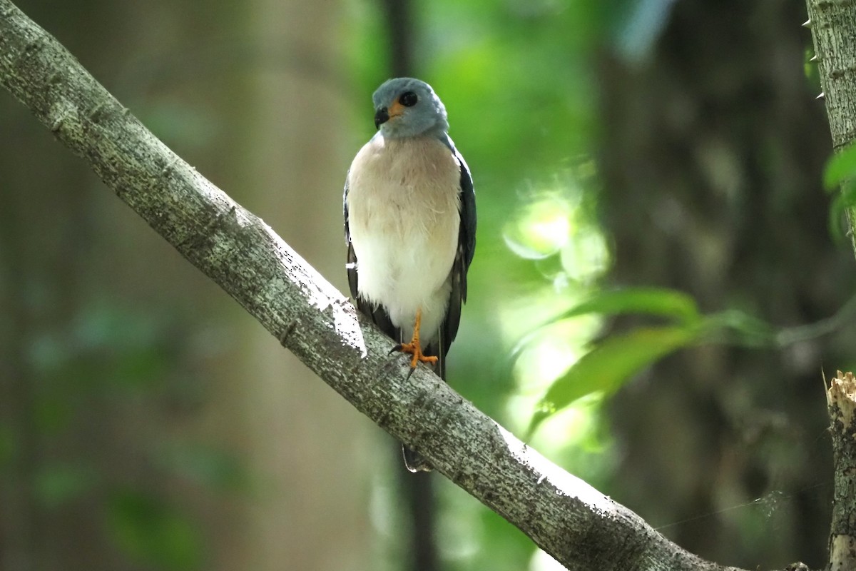 Spot-tailed Goshawk - ML621190546