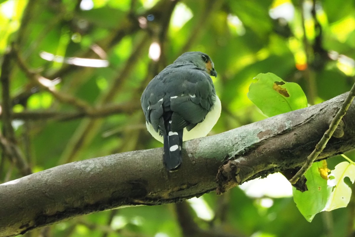 Spot-tailed Goshawk - ML621190549