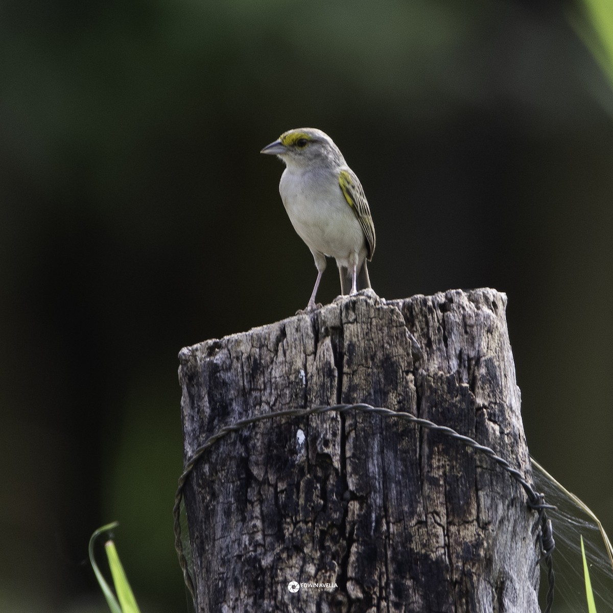 Yellow-browed Sparrow - ML621190551