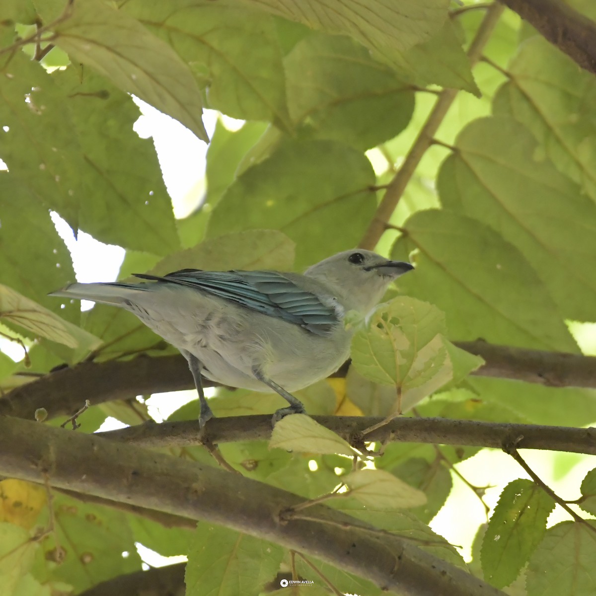 Blue-gray Tanager - ML621190575