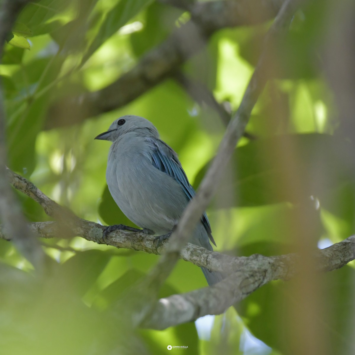 Blue-gray Tanager - ML621190576