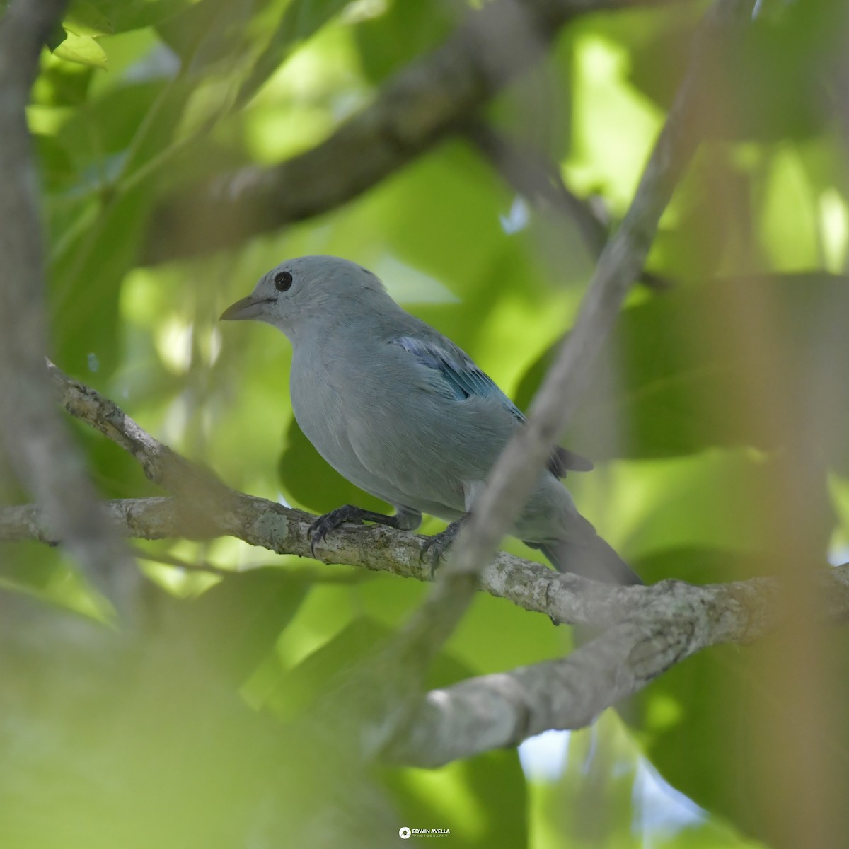 Blue-gray Tanager - ML621190577