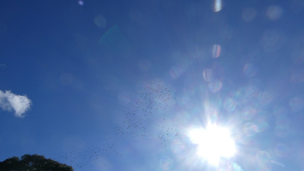 ibis slámokrký - ML621190594