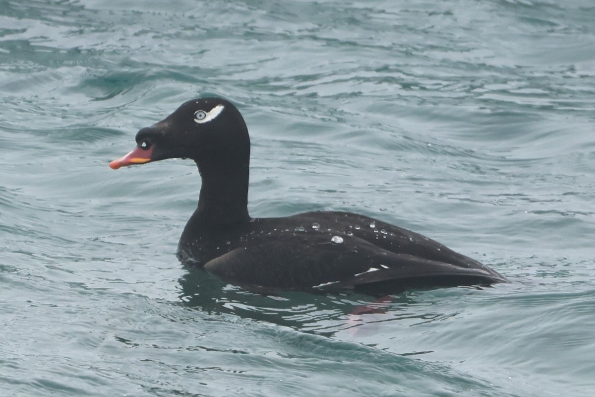 Stejneger's Scoter - ML621190596