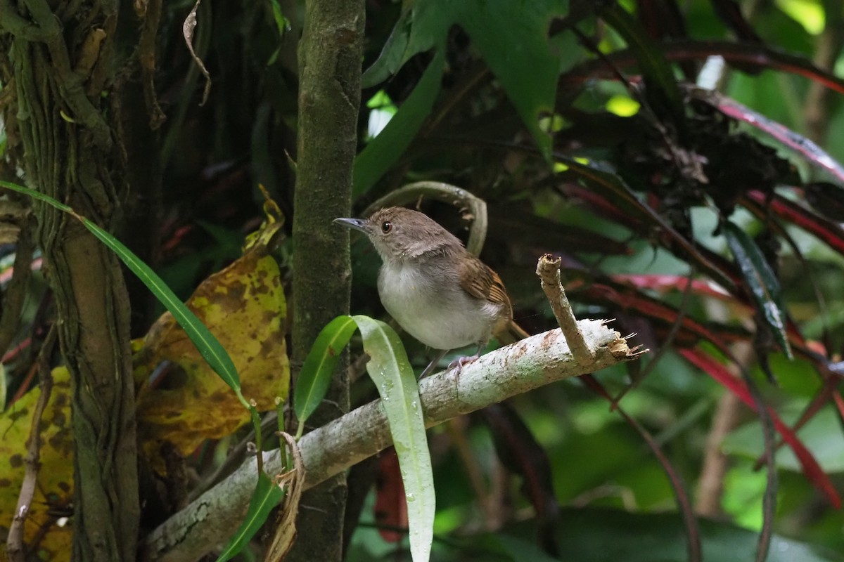Sulawesi Babbler - ML621190602