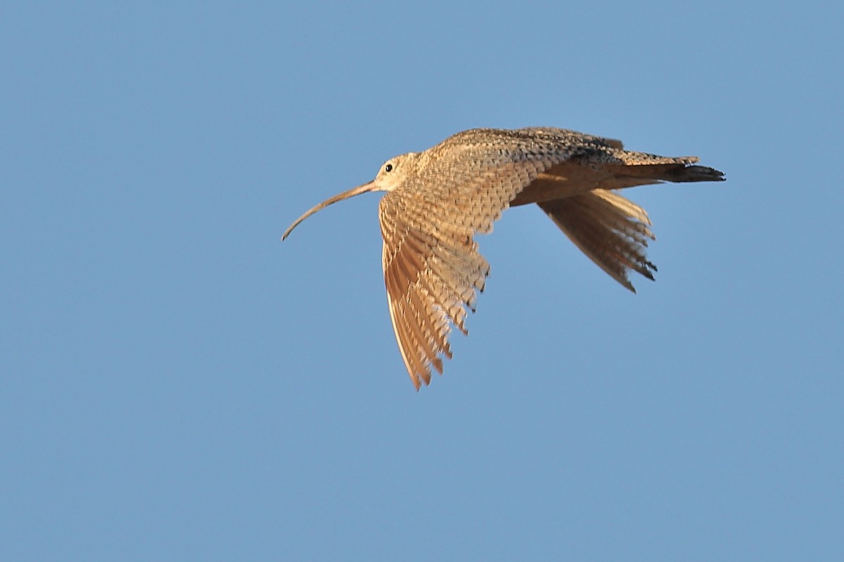 Long-billed Curlew - ML621190611