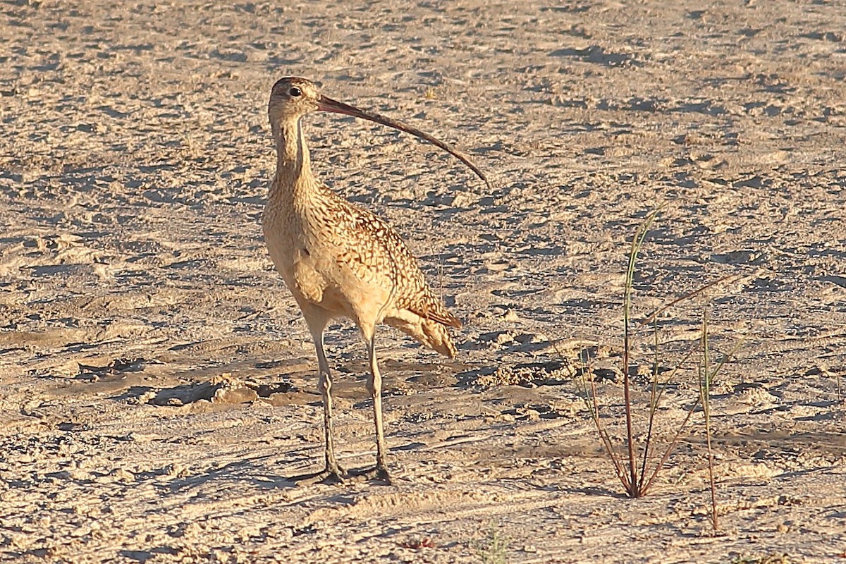 Long-billed Curlew - ML621190613