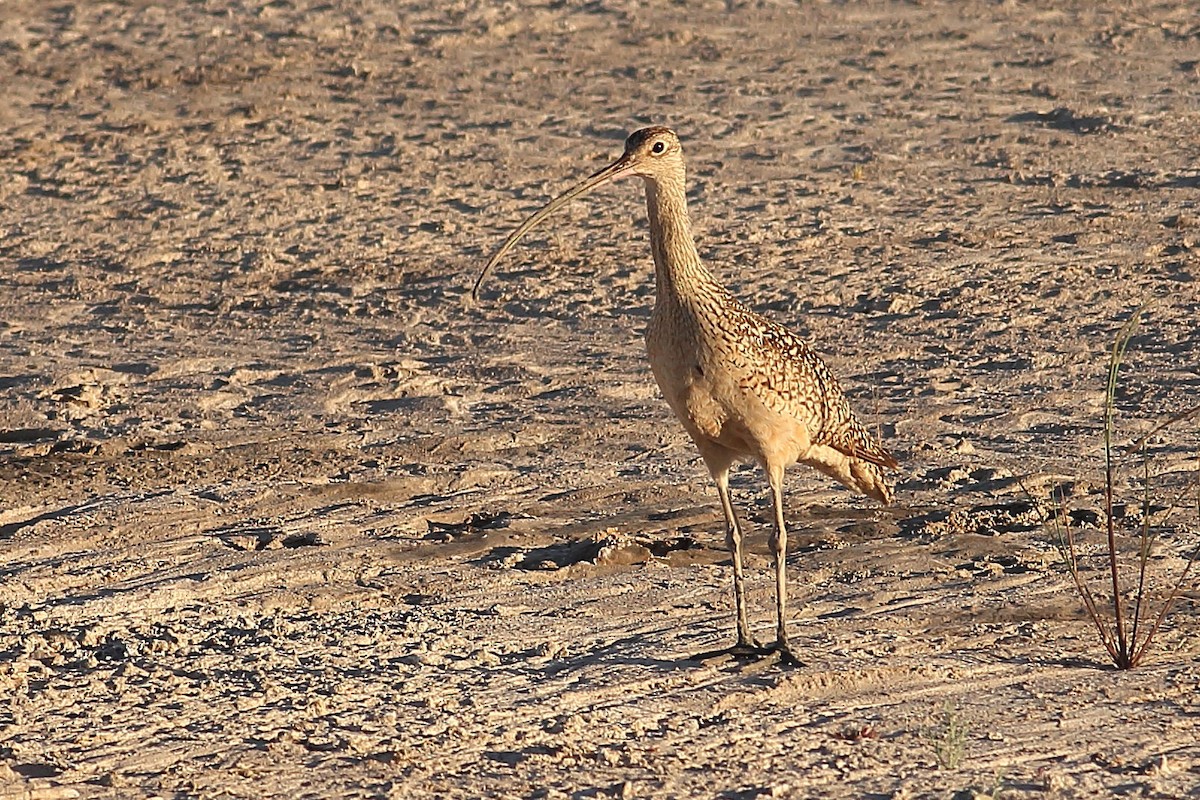 Long-billed Curlew - ML621190614