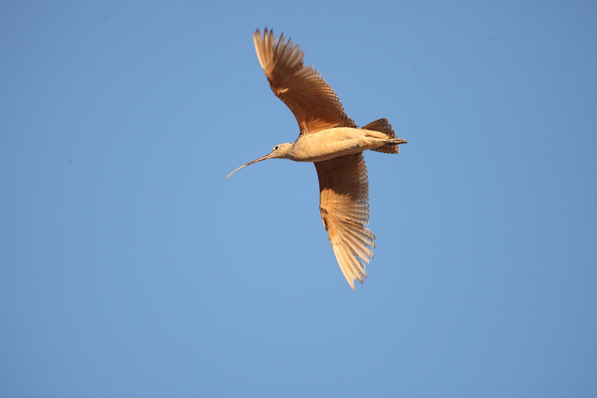 Long-billed Curlew - ML621190615