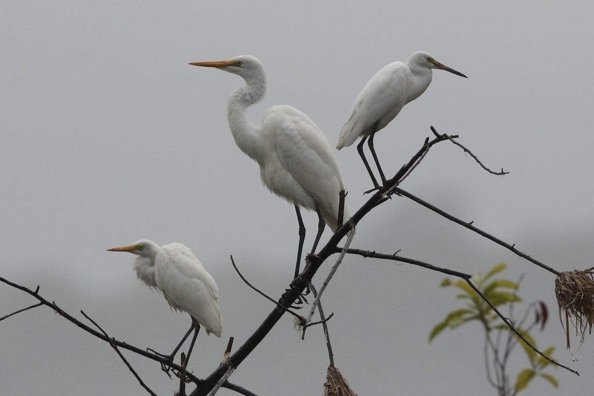 Great Egret - ML621190632