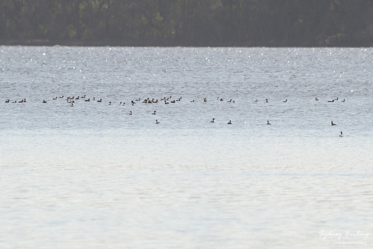 Hoary-headed Grebe - ML621190661