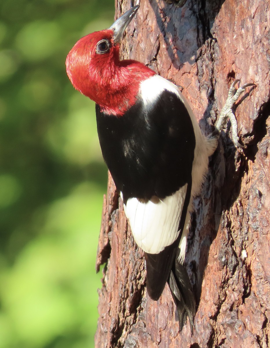 Red-headed Woodpecker - ML621190677