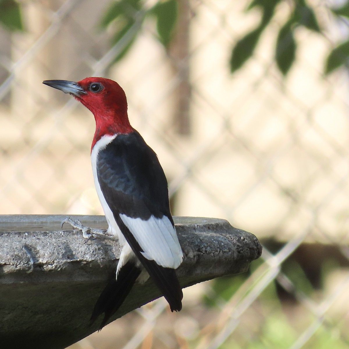Red-headed Woodpecker - ML621190678