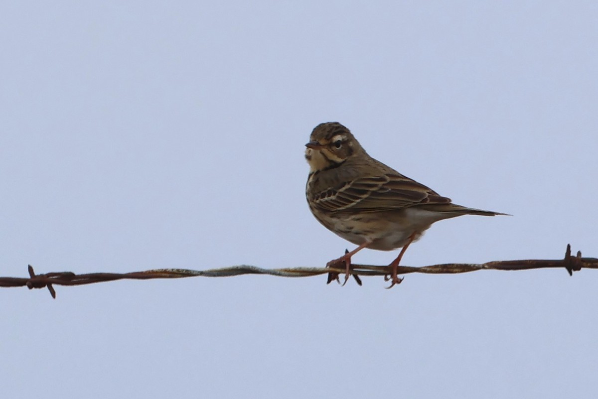 Olive-backed Pipit - ML621190679
