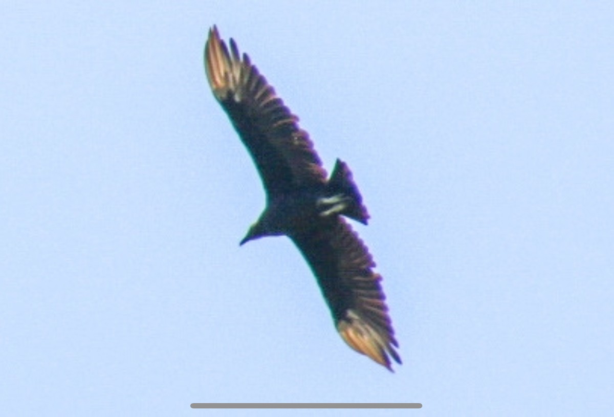 Black Vulture - ML621190680