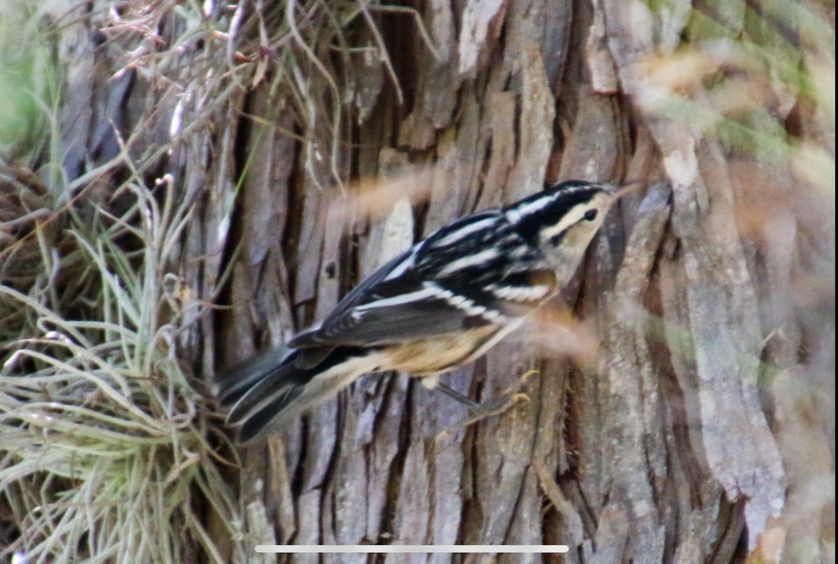 Black-and-white Warbler - ML621190683