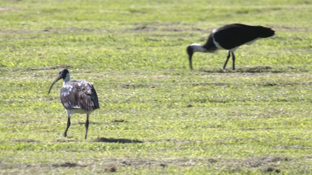 Straw-necked Ibis - ML621190687