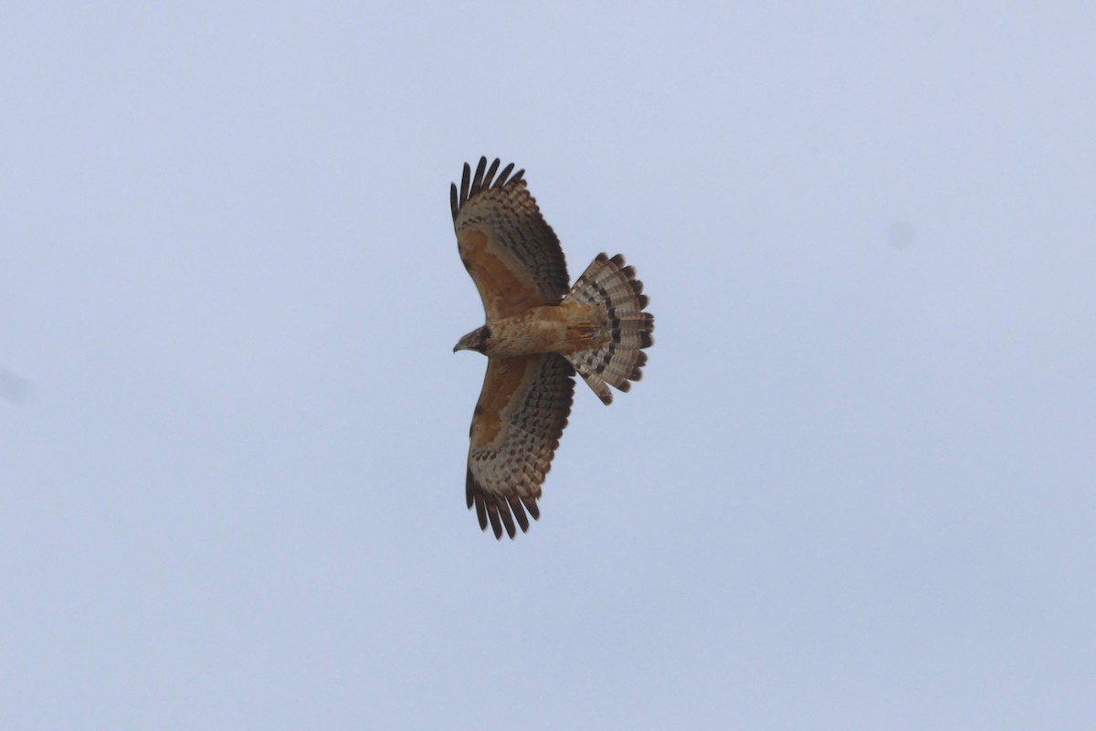 Oriental Honey-buzzard - Brad Benter
