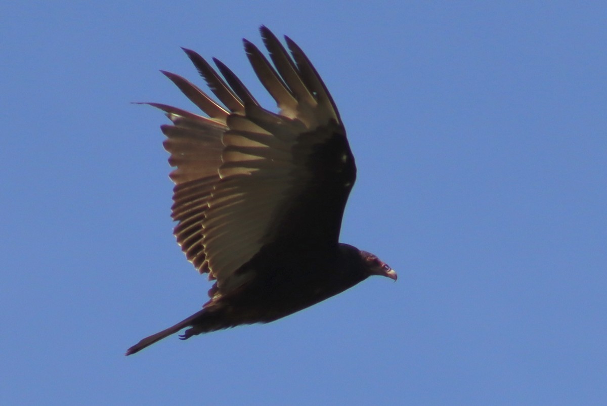 Turkey Vulture - ML621190707