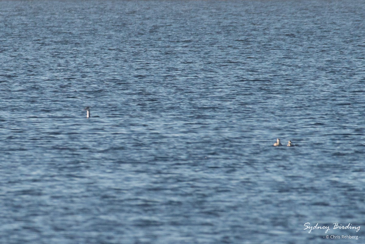 Great Crested Grebe - ML621190718