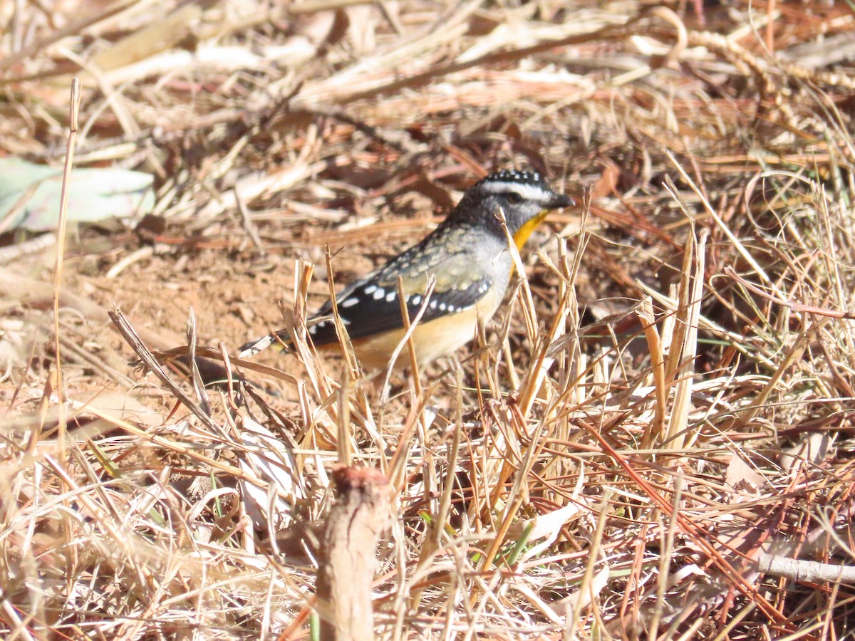 Spotted Pardalote - ML621190725