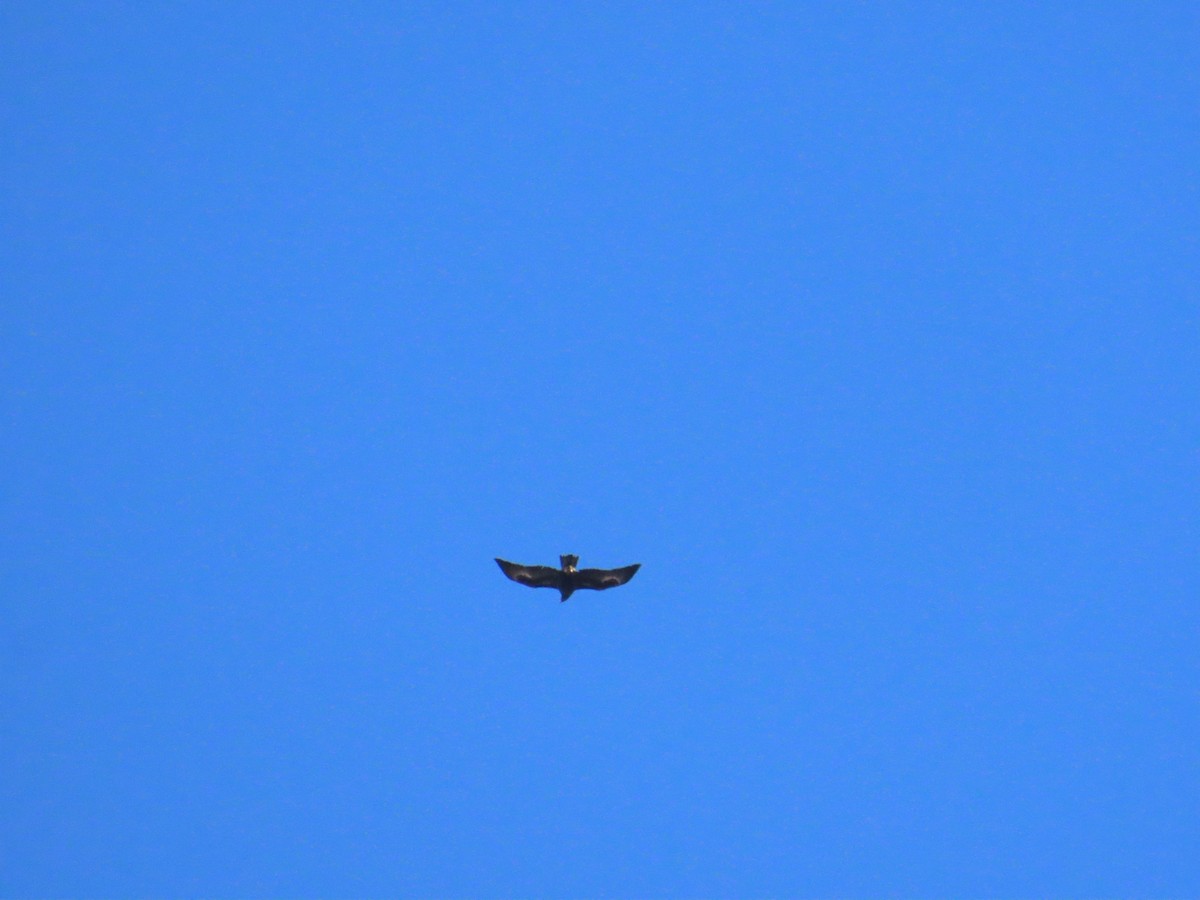 Wedge-tailed Eagle - ML621190736