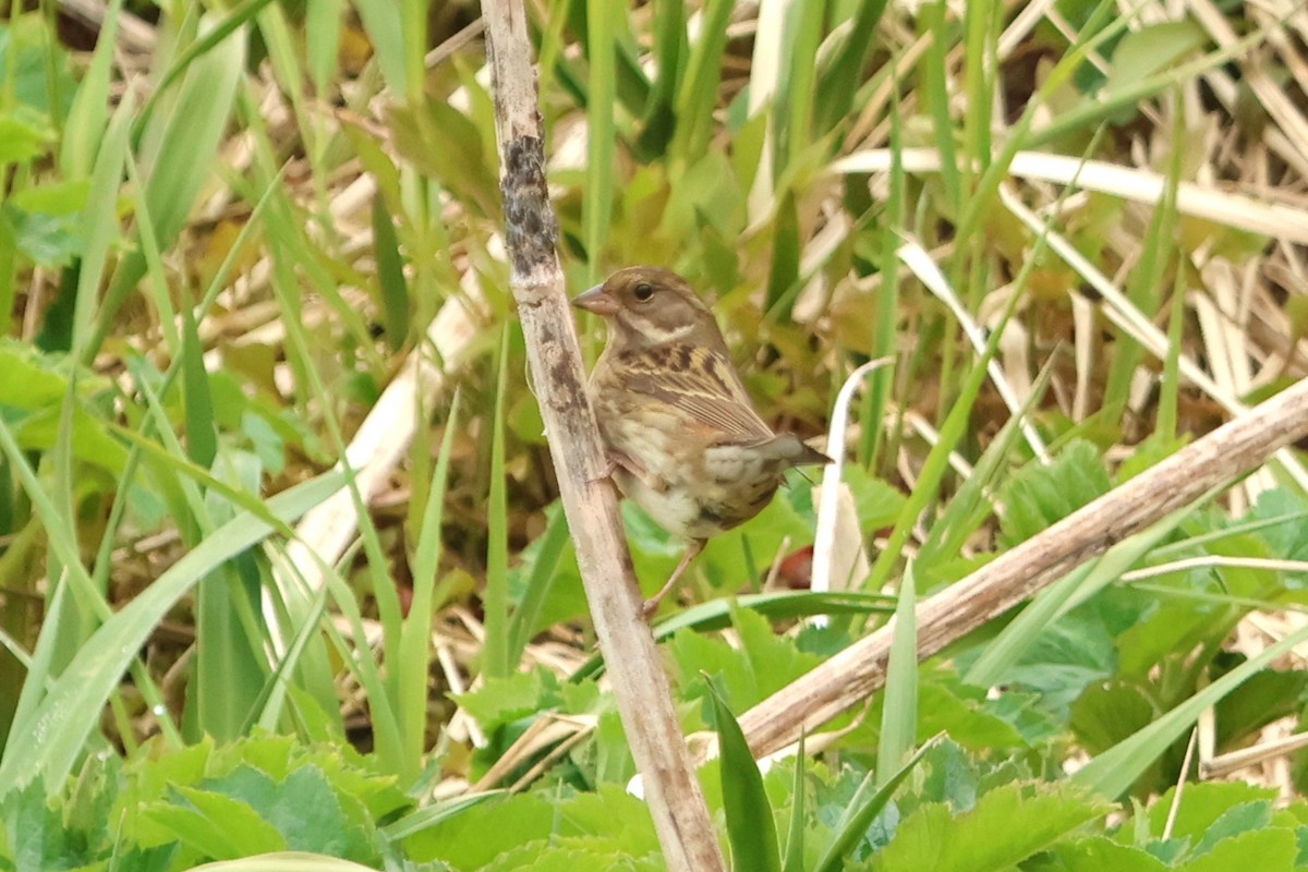 Gray Bunting - Brad Benter