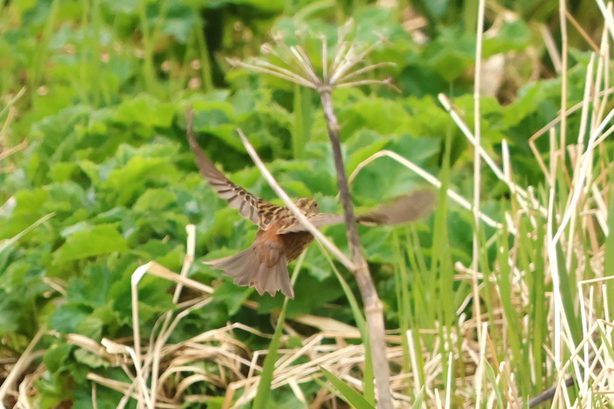 Gray Bunting - ML621190789