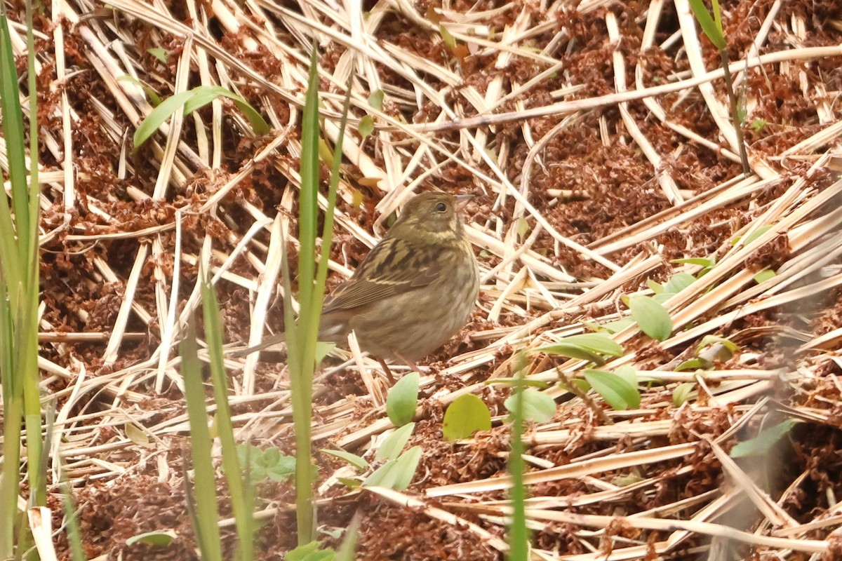 Gray Bunting - ML621190790