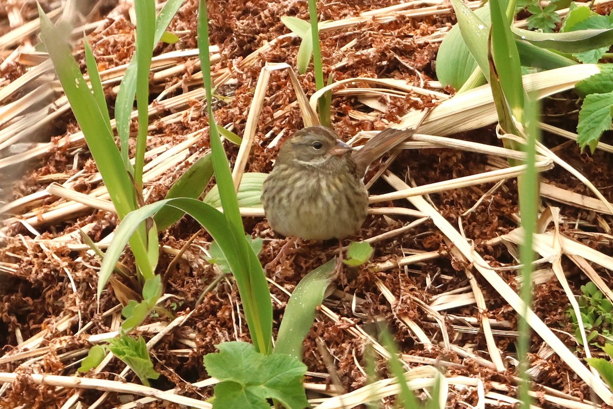 Gray Bunting - ML621190791