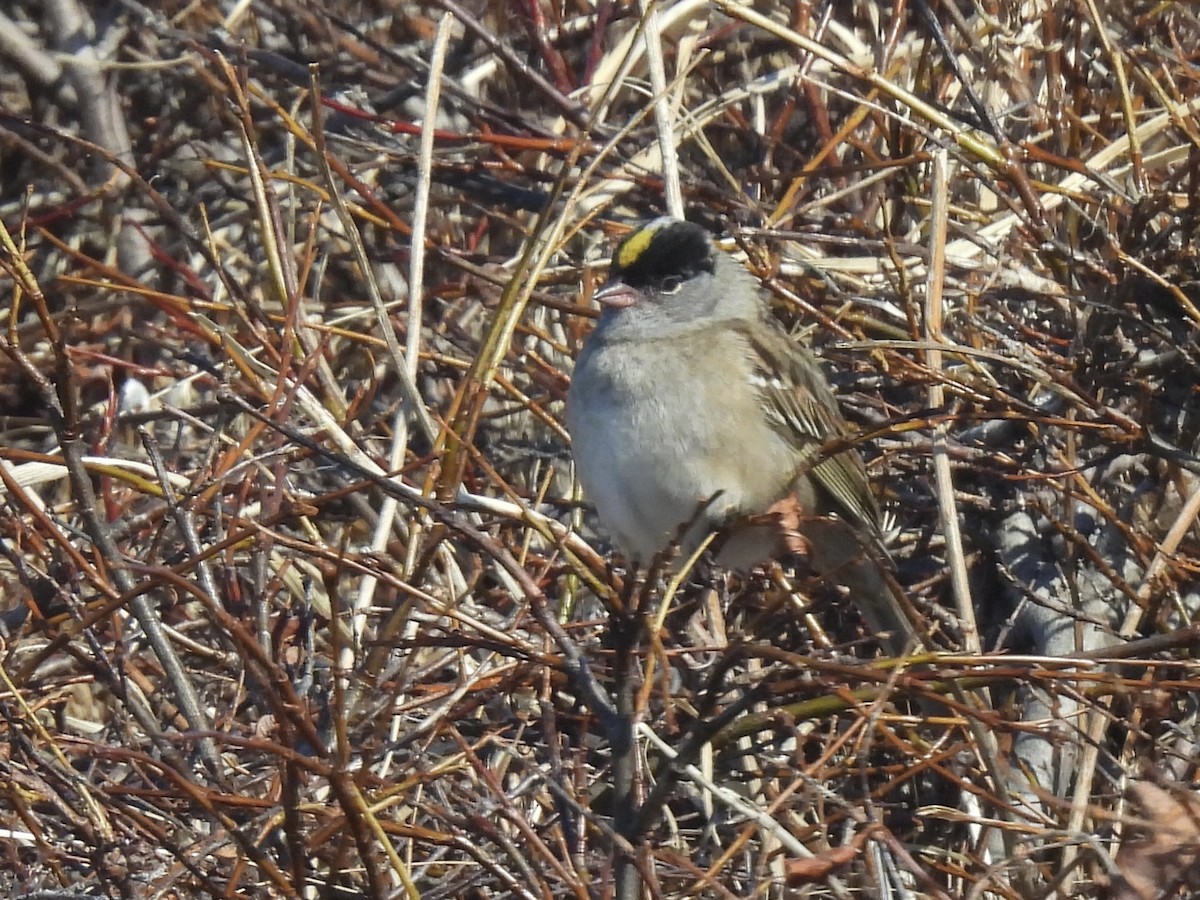 Golden-crowned Sparrow - ML621190847