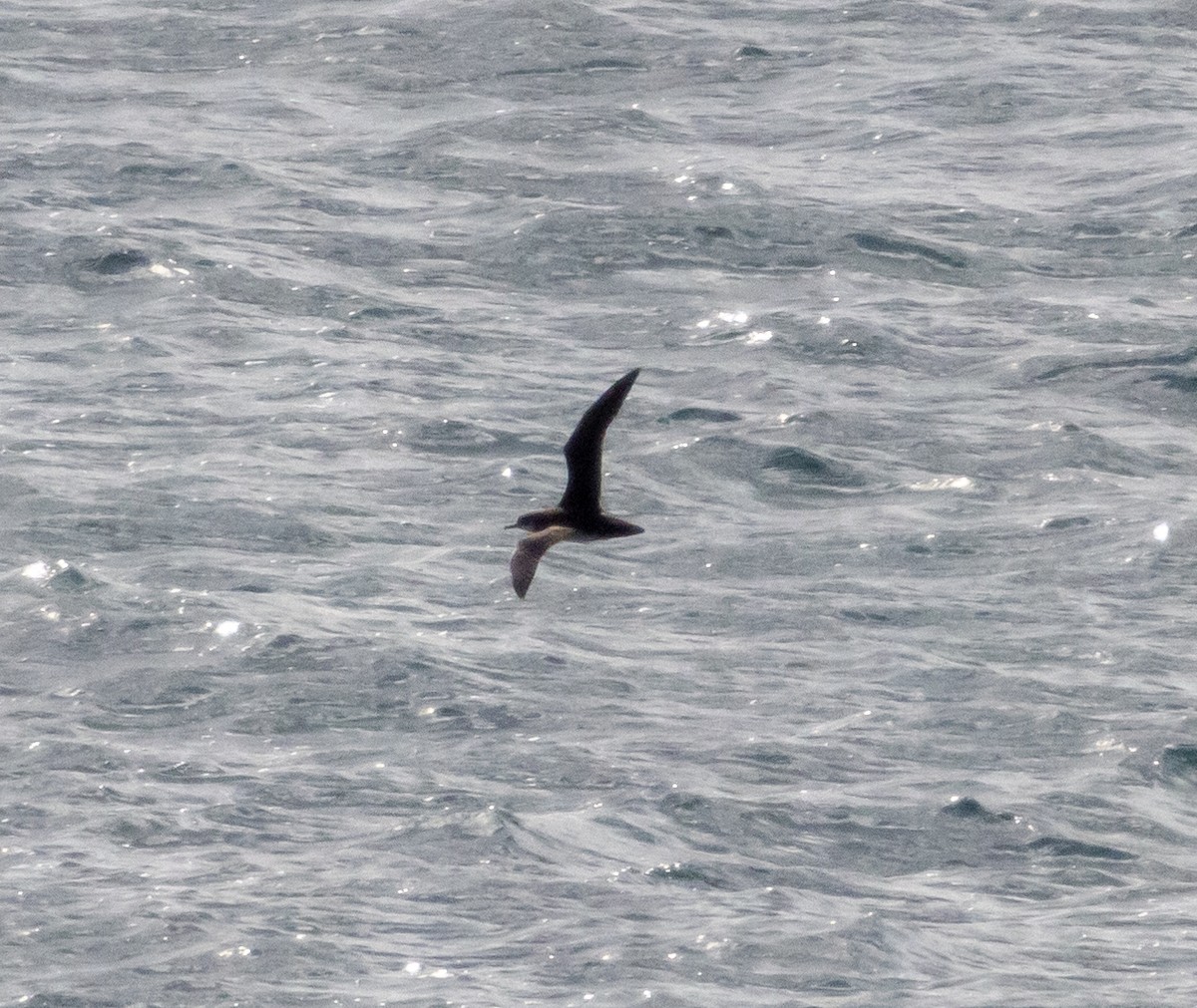 Manx Shearwater - ML621190849