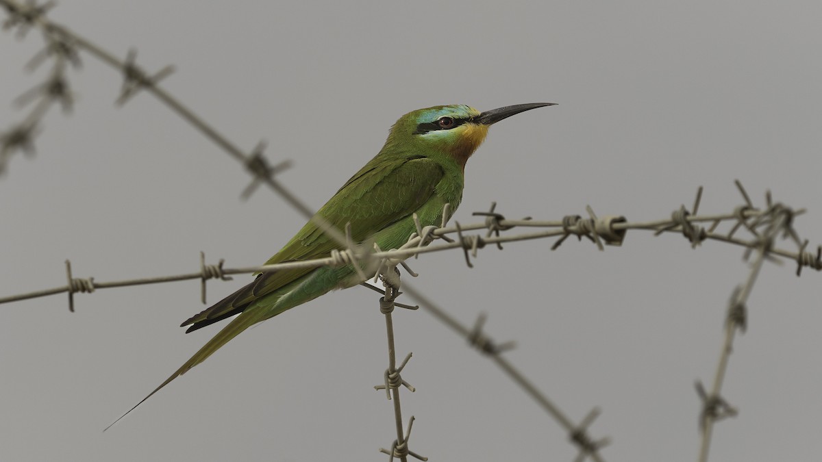 Blue-cheeked Bee-eater - ML621190856