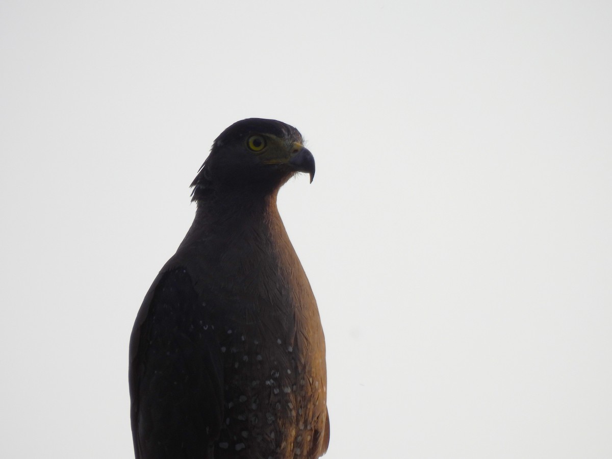 Crested Serpent-Eagle - ML621190892