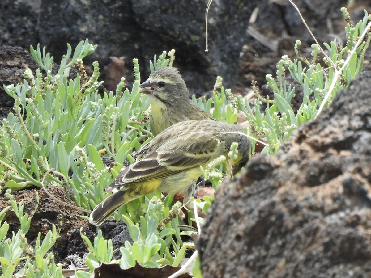 Yellow-fronted Canary - ML621190893