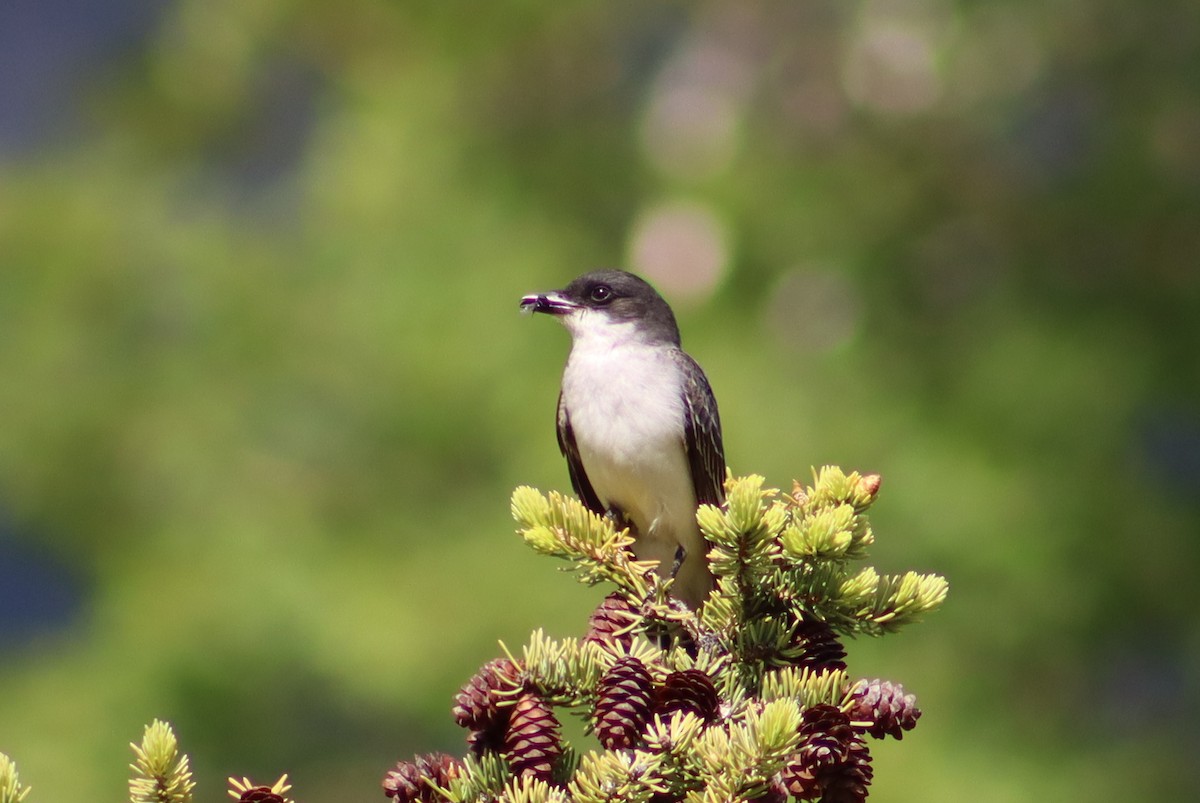 Eastern Kingbird - ML621190903