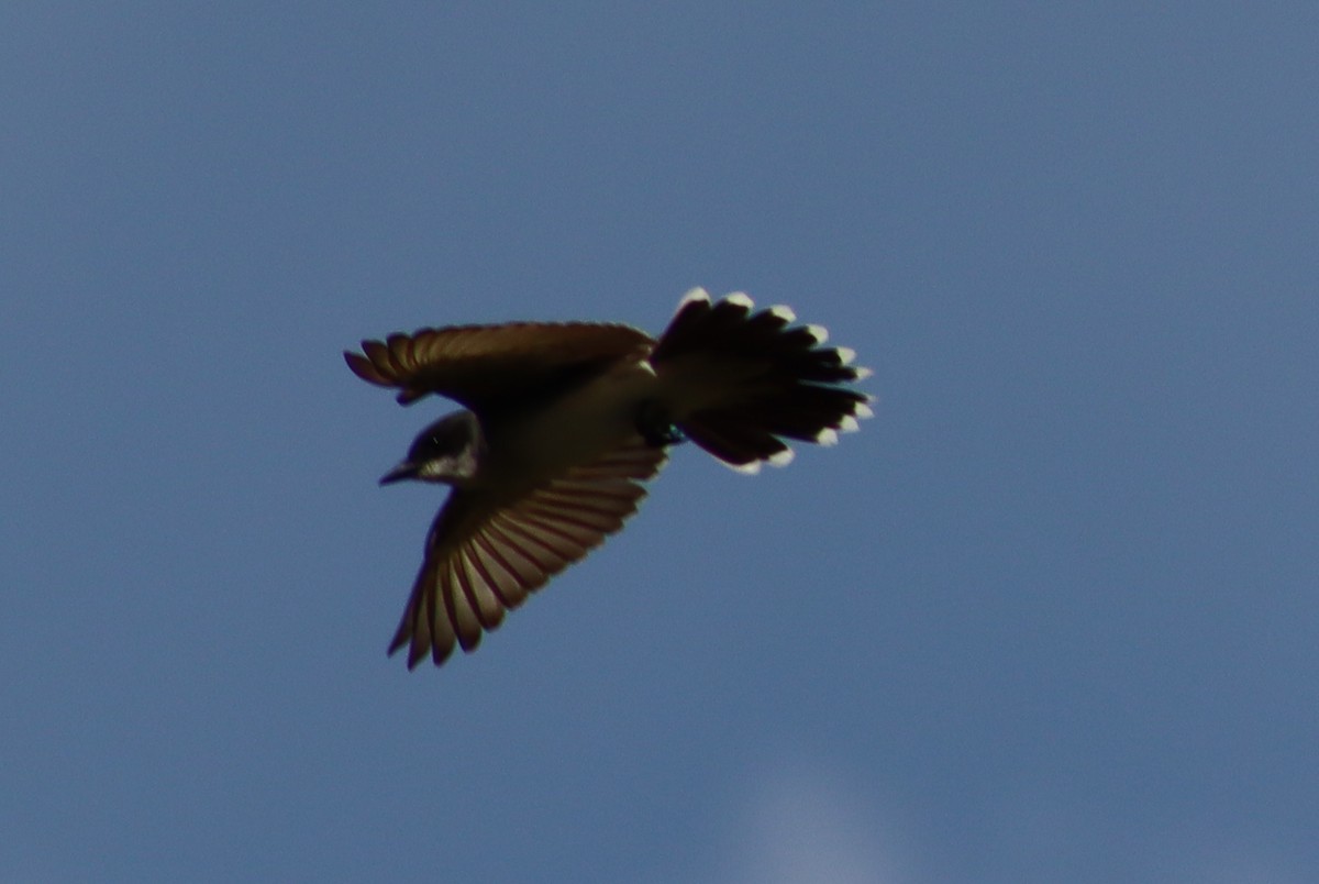 Eastern Kingbird - ML621190910