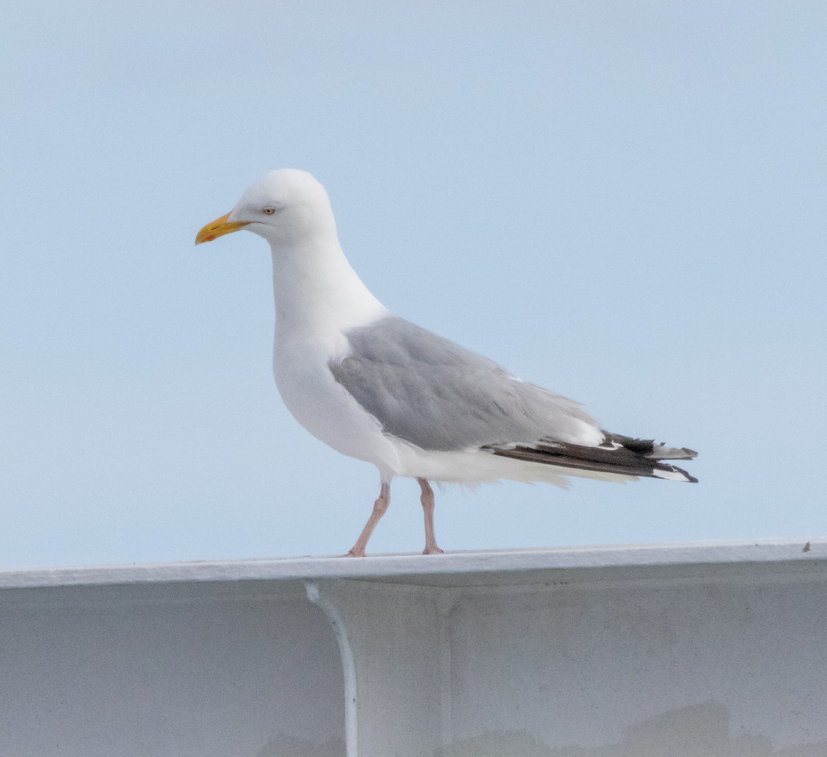 セグロカモメ（argentatus／argenteus） - ML621190914