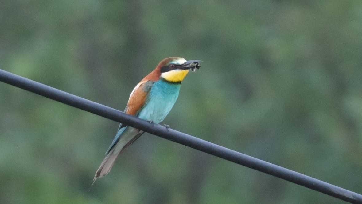 European Bee-eater - ML621190924