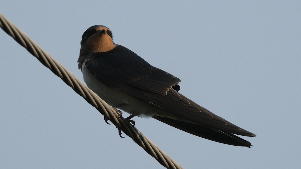 Barn Swallow - ML621190928