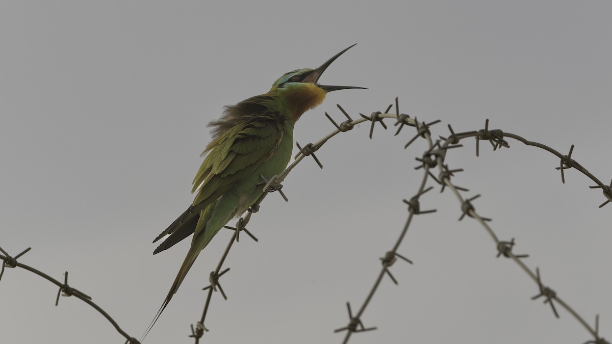 Blue-cheeked Bee-eater - ML621190934