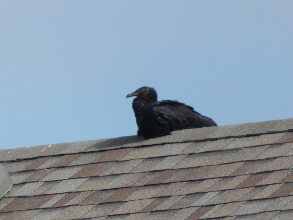 Black Vulture - ML621190942