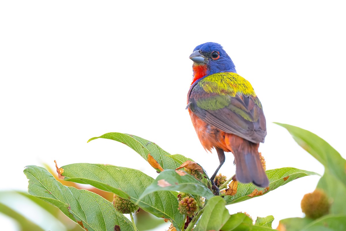 Painted Bunting - ML621190962