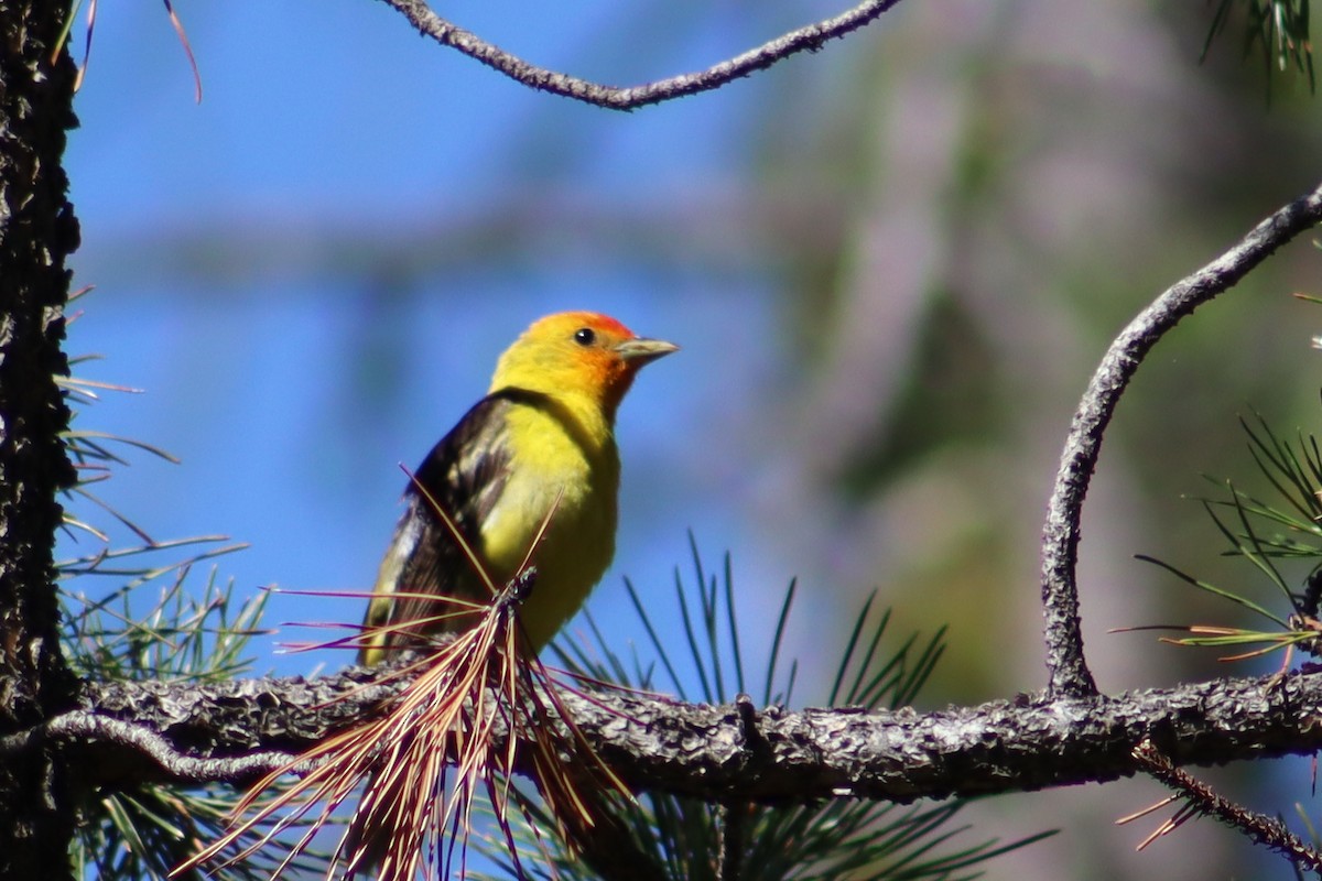 Western Tanager - ML621190963