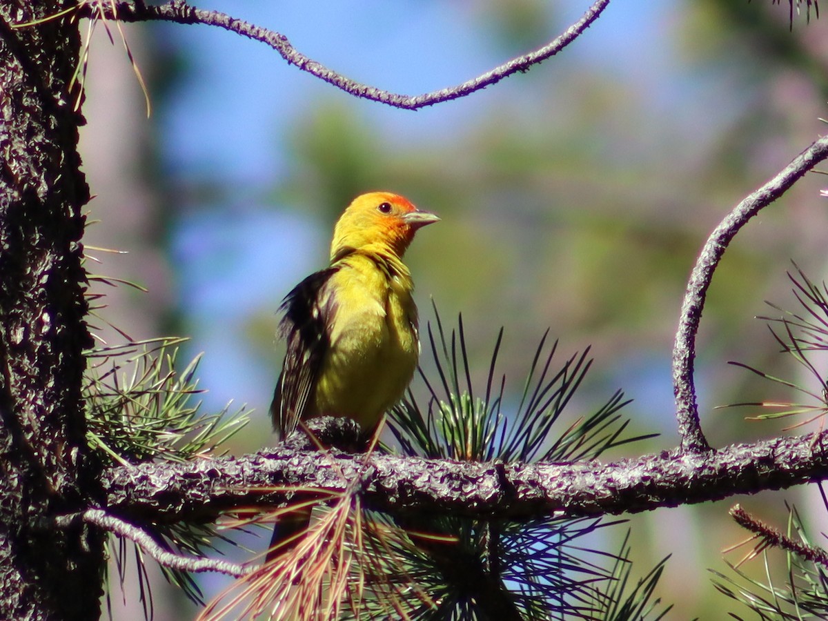 Western Tanager - ML621190964