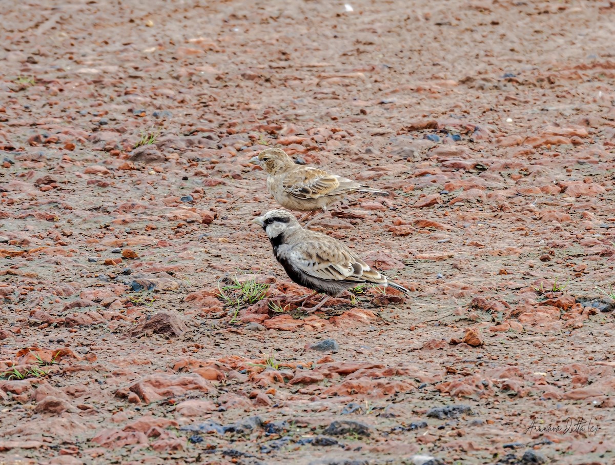 Ashy-crowned Sparrow-Lark - ML621190965