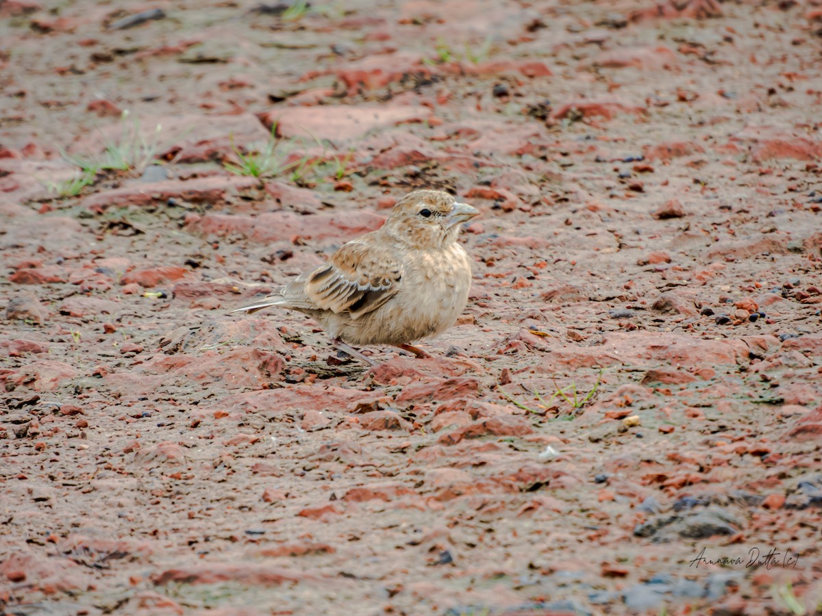 Ashy-crowned Sparrow-Lark - ML621190967